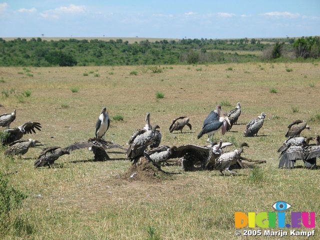 14834 Vultures and Maribu eating